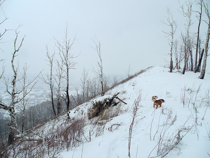 Два английских бульдога на горе