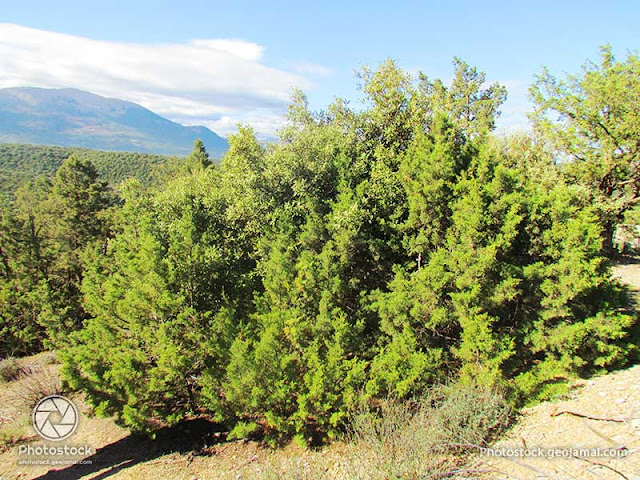 Juniperus phoenicea - Genévrier rouge - Arar 