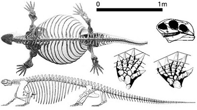 Cotylorhynchus skeleton