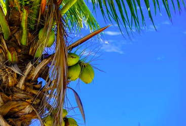 air kelapa air kelapa