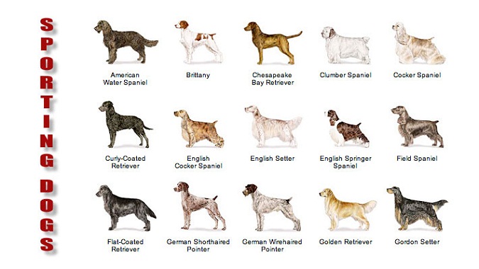 Sporting Dog Breeds Pictures and Information