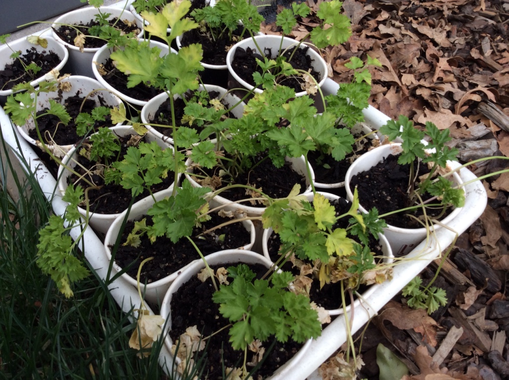 Halswell Green Thumbs: Hurray! A Greenhouse!