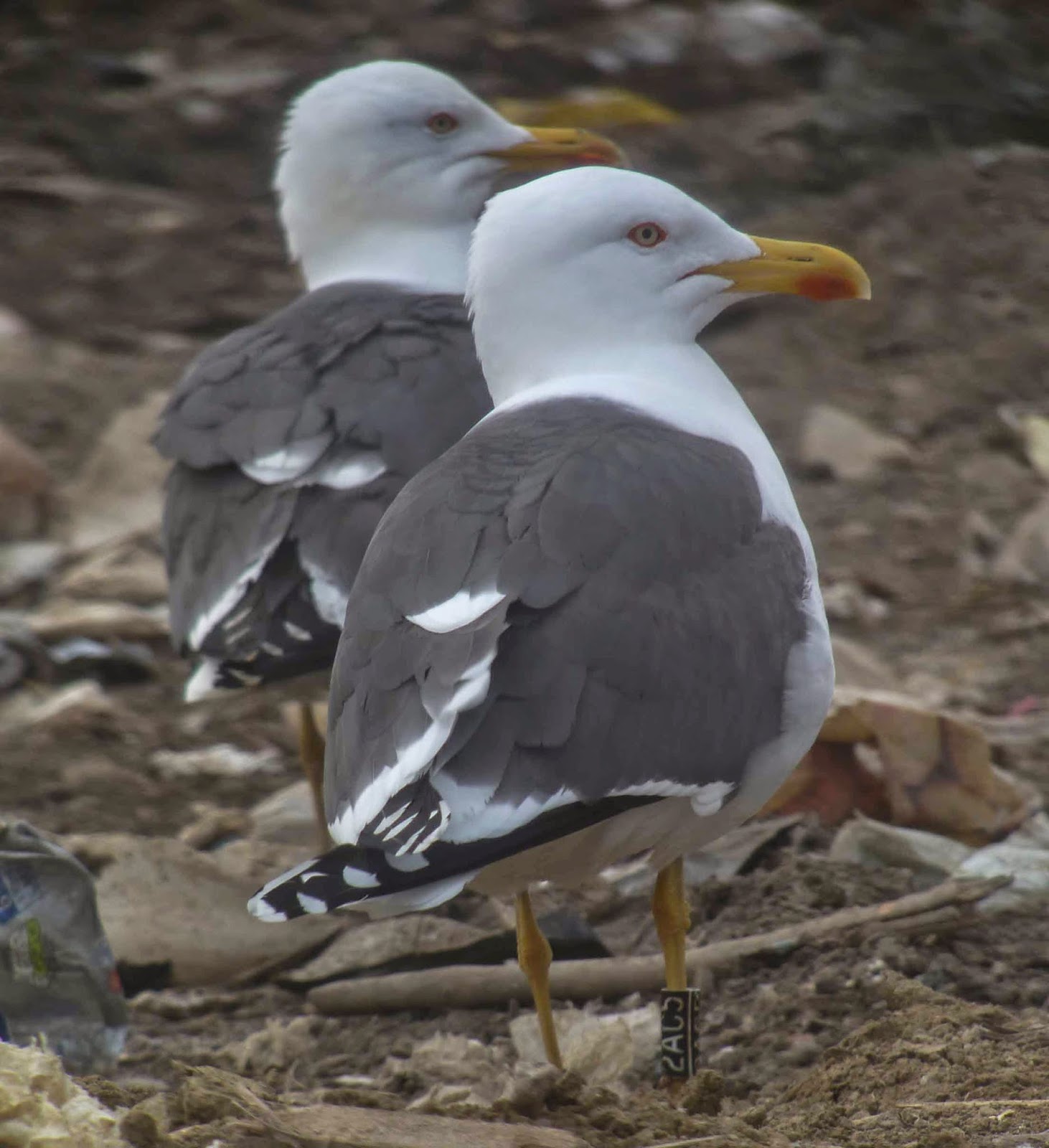 Guernsey Gulls 100+ cr LBBGs and a Frenchringed Herring Gull