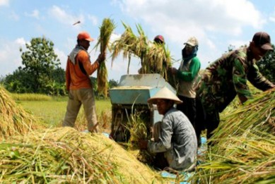 Inspirasi 35+ Gambar Panen Padi