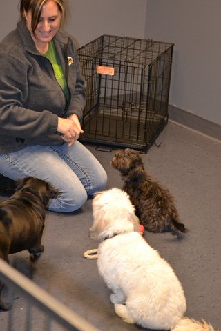 Image Result For Dog Training Classes Springfield Mo Image Result For Dog Training Classes Springfield Mo