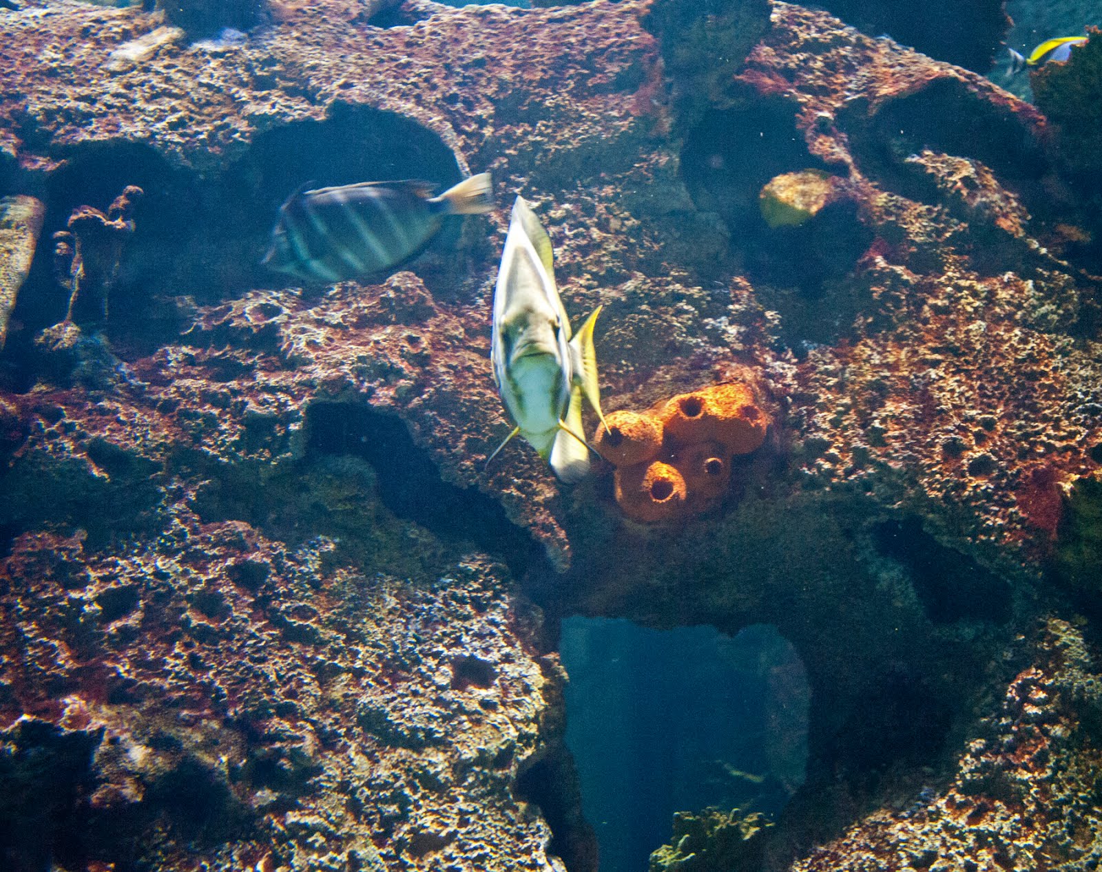 Shutterbugs Capturing the World Around Us It's like shooting fish in a