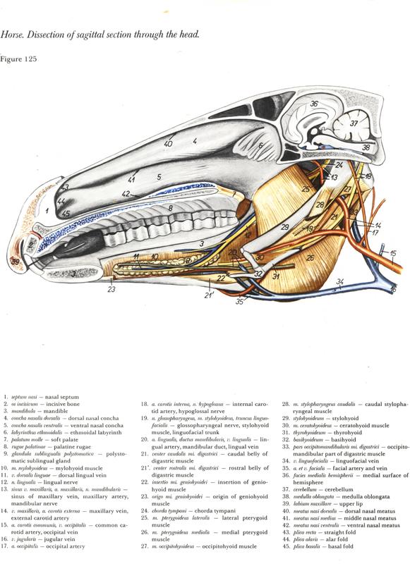 horse-cavalo-skull-anatomy-anatomia-cranio-maxilar-sinusal-sinuses-vetarq-muscle-musculatura-bone-osso-veias-arterias