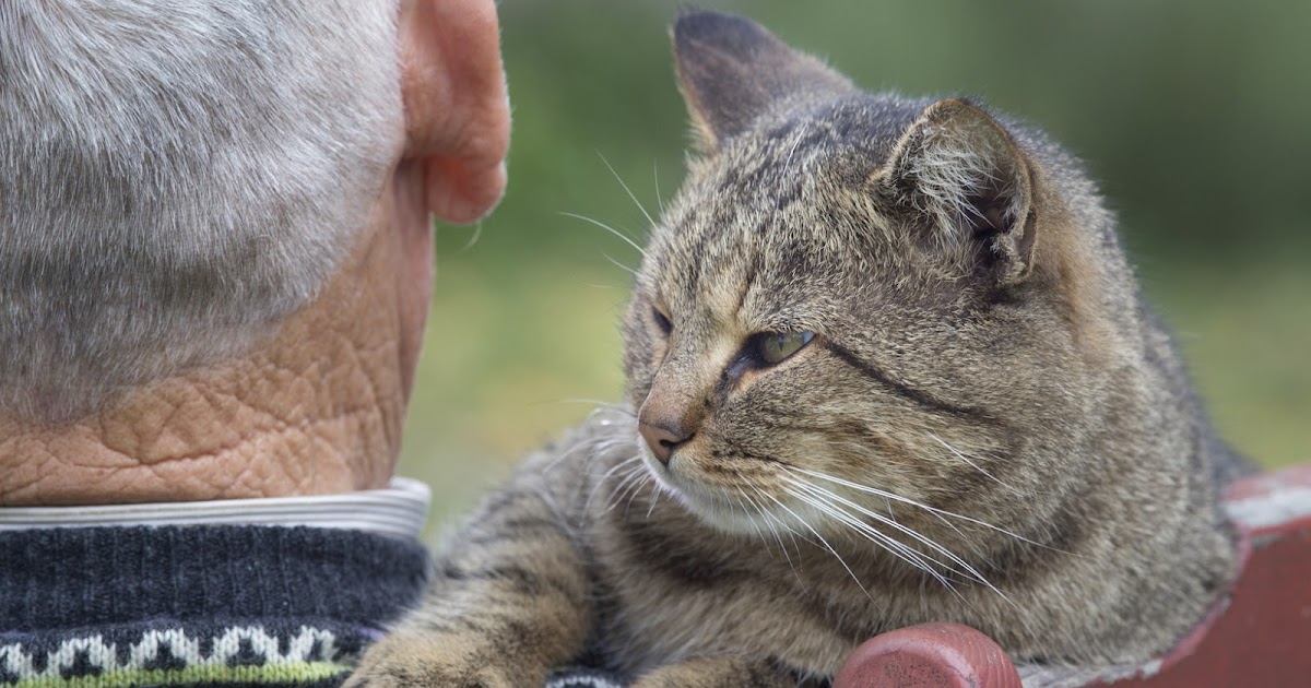 Animal Clinic Northview Feeding Your Older Cat