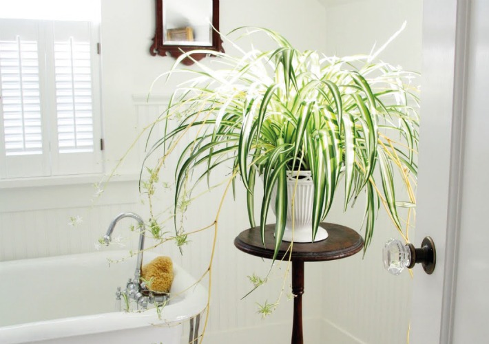 Salud en tu hogar gracias a las plantas