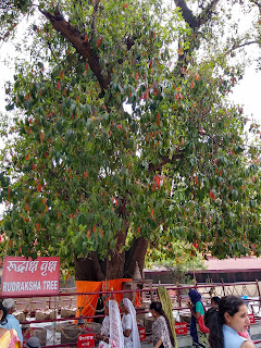 Haridwar Ashram Rudraksh Tree