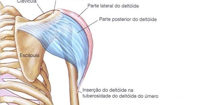 deltoide posterior origem e insercao