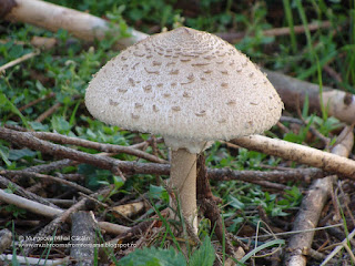 Macrolepiota procera DSC96439