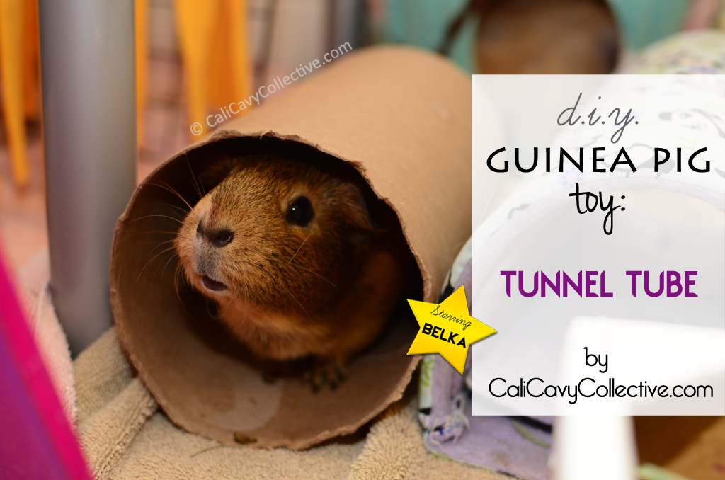 Cali Cavy Collective A Blog About All Things Guinea Pig Homemade Toy Diy Tunnel - How To Make Diy Guinea Pig Toys