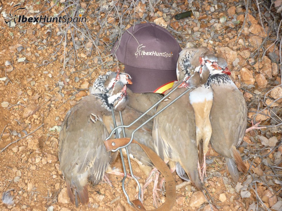Spanish Ibex Hunts Ibex Hunting in Spain Driven Partridges Spanish