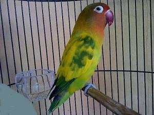 Burung Lovebird Blorok Labet Unik Berharga Mahal Burung Babe
