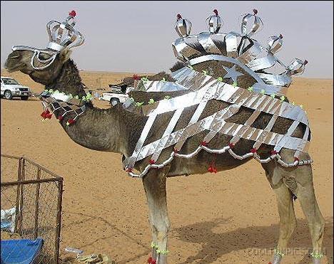 Pimp_Camel.jpg