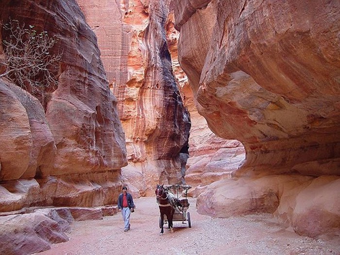 Amazingexplore A horse and carriage move through the narrow, flowing canyon of the Siq in Petra, Jordan
