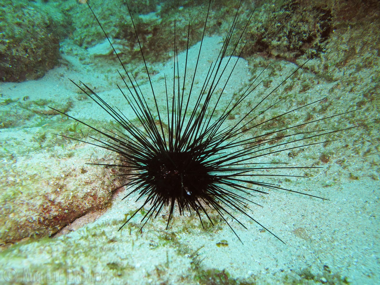 Aricii De Mare Enciclopedia Naturii