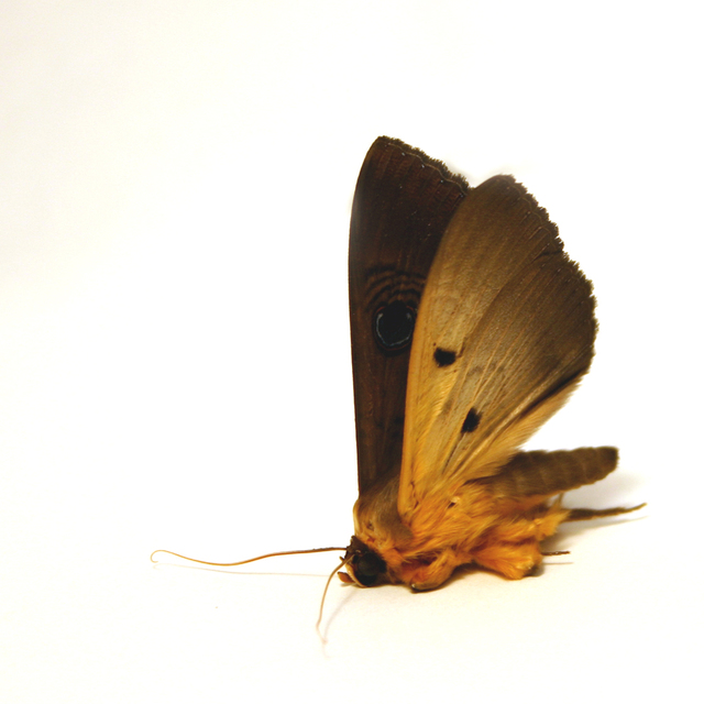 Rug Master Pest control for rugs