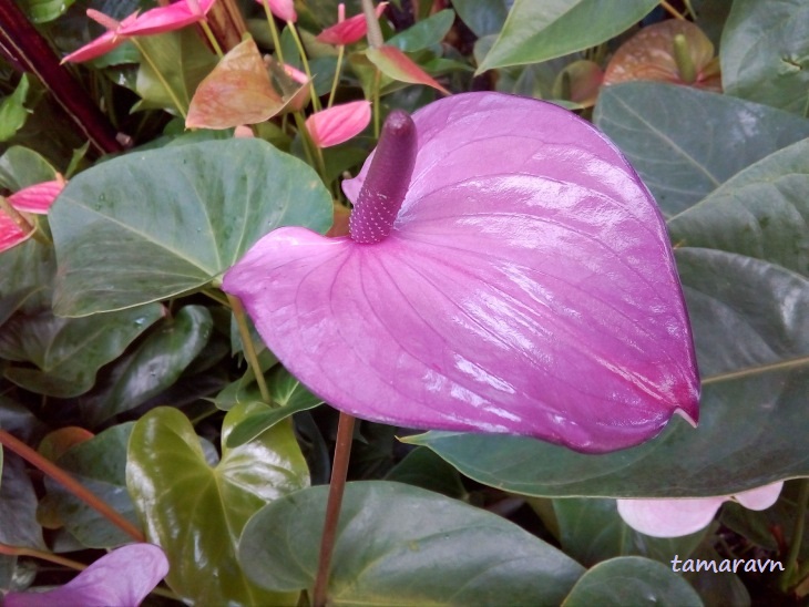Всё о бегониях и не только...: Антуриум (Anthurium)