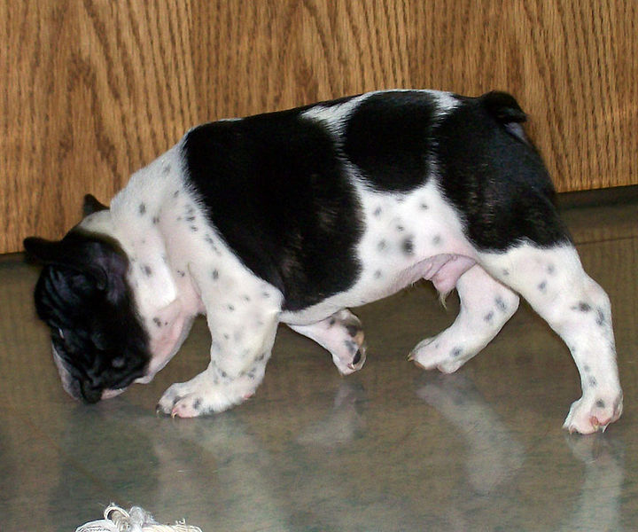 Musings of a Biologist and Dog Lover: Mismark Case Study: French Bulldog Musings of a Biologist and Dog Lover: Mismark Case Study: French Bulldog