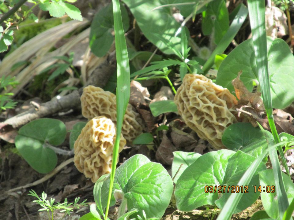 Explore! Southern Indiana It's Morel Season in Southern Indiana!