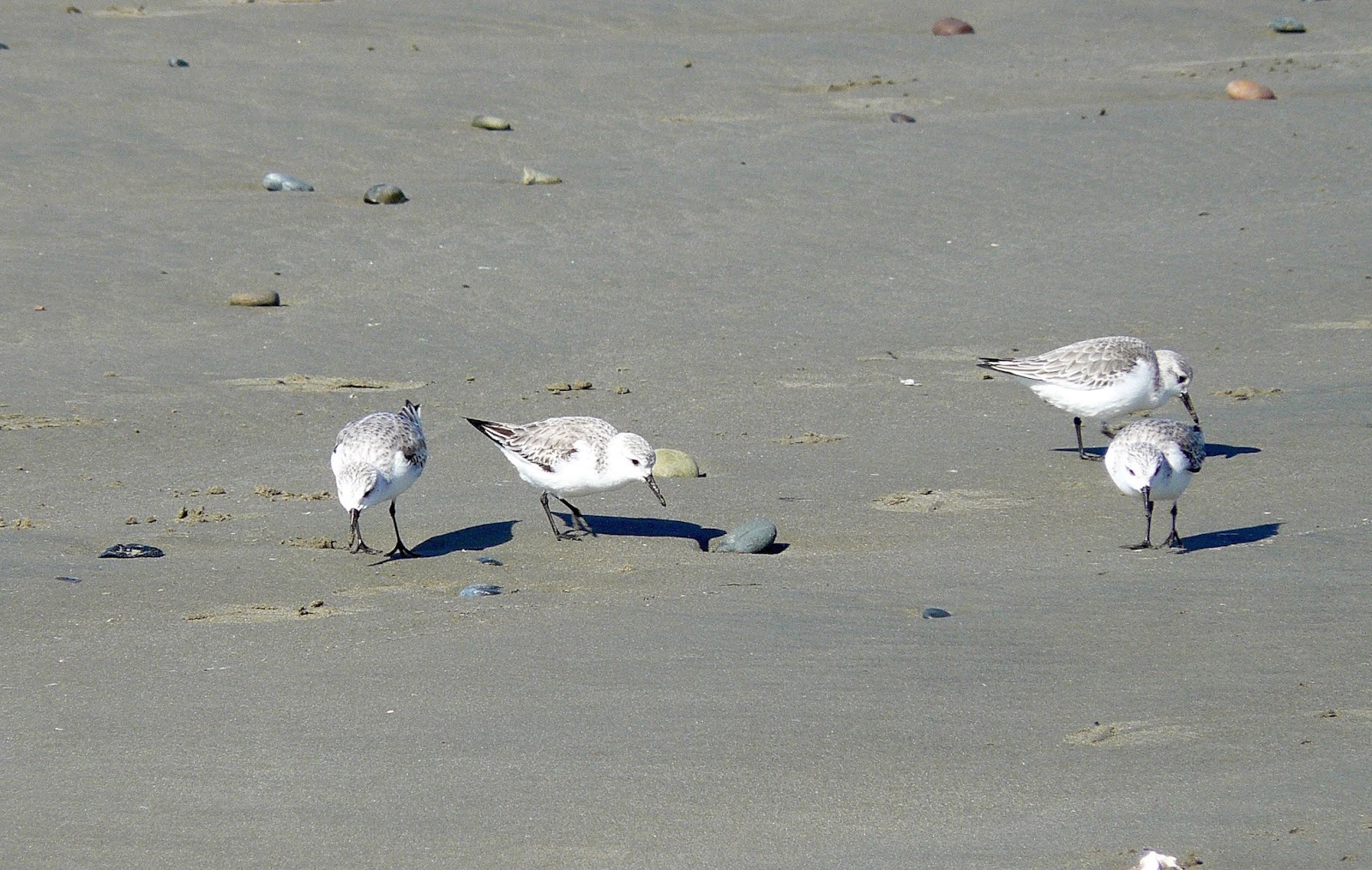 BIRDING THE CENTRAL COAST Birding Cloisters Park and Beyond