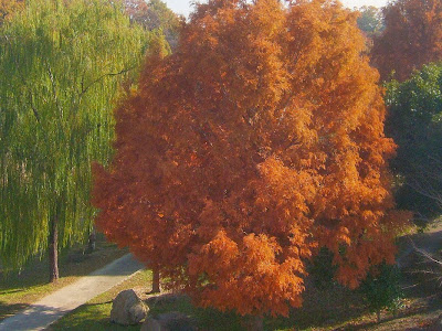 大阪府枚方市・山田池公園の紅葉