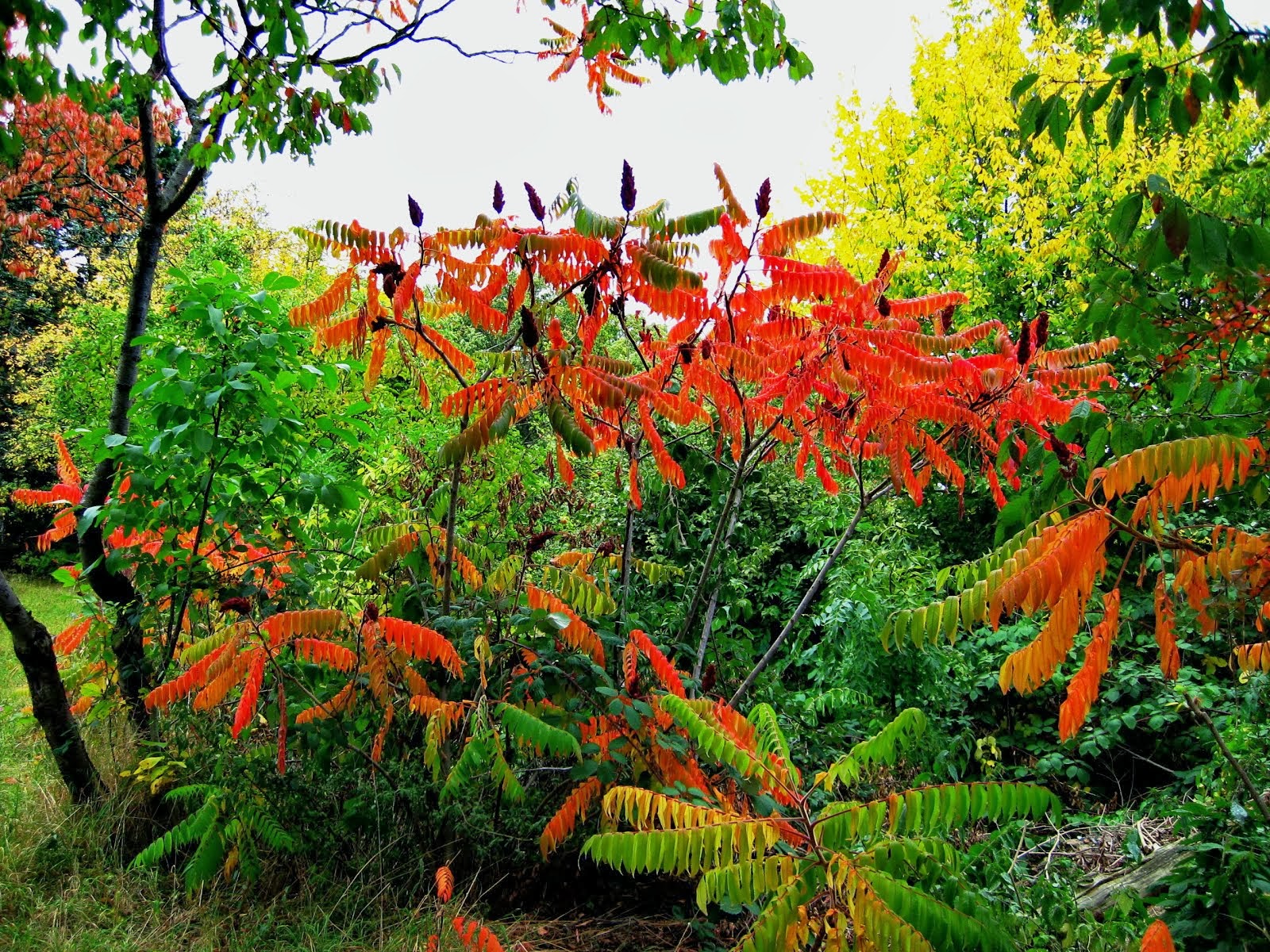 Herbstleuchten