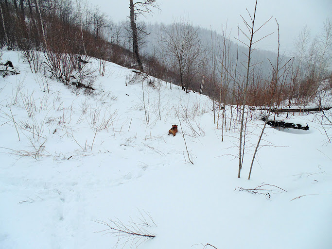 Два английских бульдога на горе