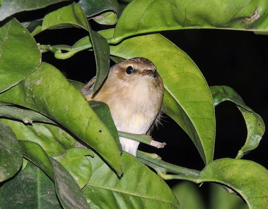 PHYLLOSCOPUS COLLYBITA