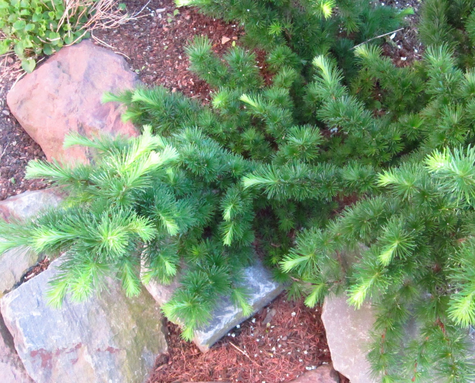 Unser schöner Garten: Im Koniferenbeet