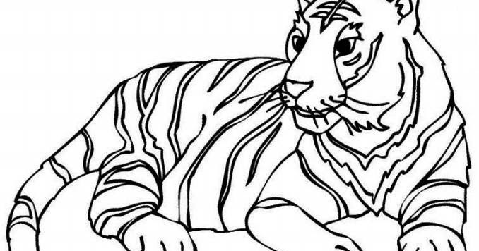 gambar mewarnai harimau siberia