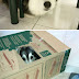 BOM HUMOR :) /Cães que acham ser gatos