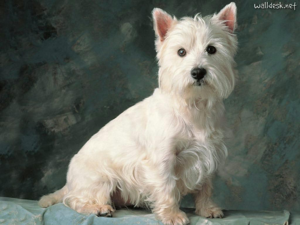 Cachorro do ig raça preço Clearance