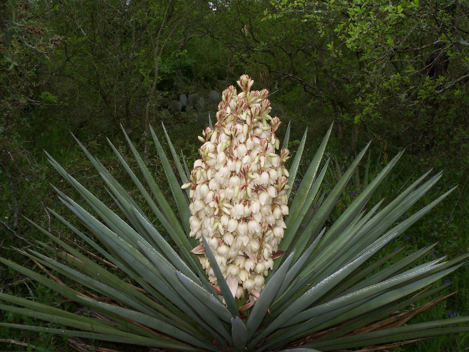 Wild Edible Texas: Yucca Flowers