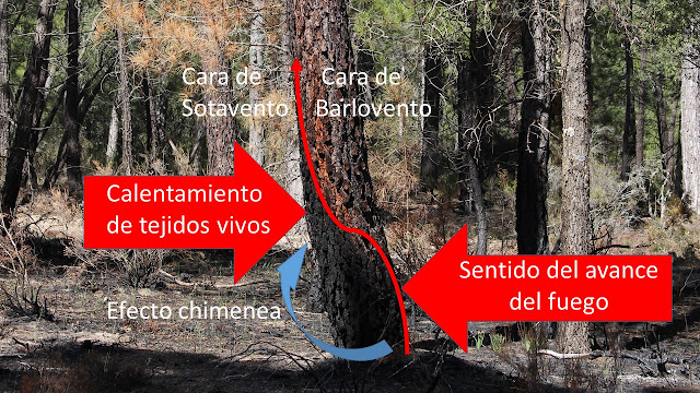 FuegoLab: El efecto chimenea en los troncos de los árboles