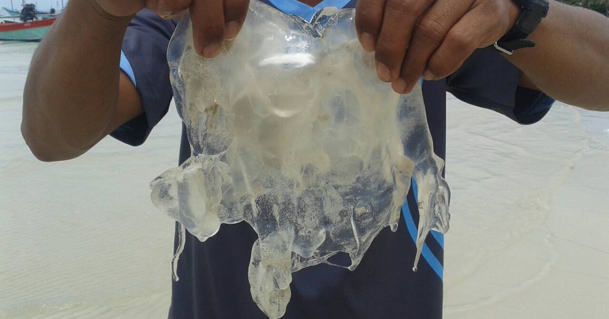 Box Jellyfish Thailand, Malaysia, Philippines & The Region