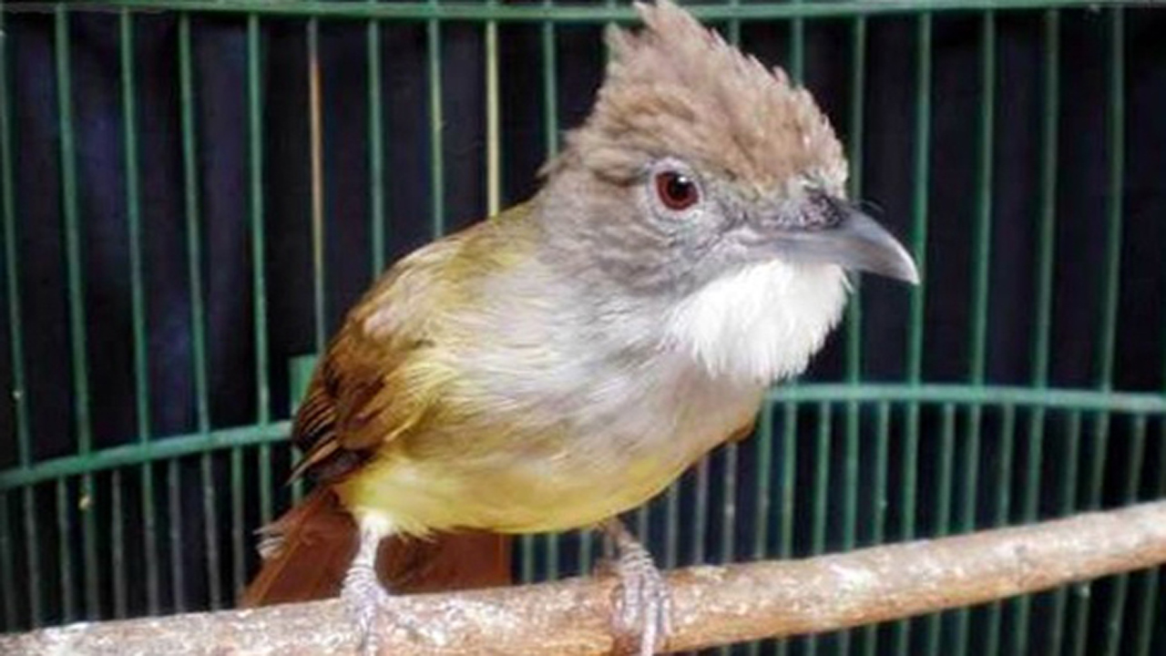 Download Mp3 Suara Burung Cucak Jenggot Gacor Nembak Dan Juara