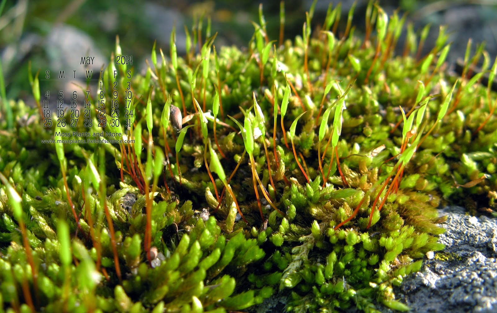 Moss Plants And More May 2014 Desktop Calendar