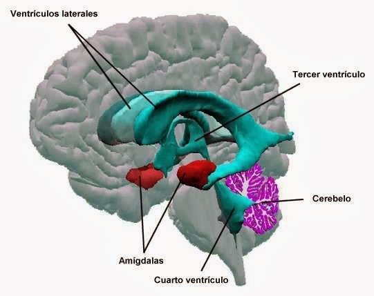panikentos online p nico e am gdala cerebral panikentos online p nico e am gdala cerebral