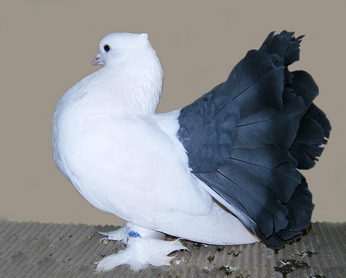 Indian Fantail Pigeon Food Indian Fantail Pigeon Food