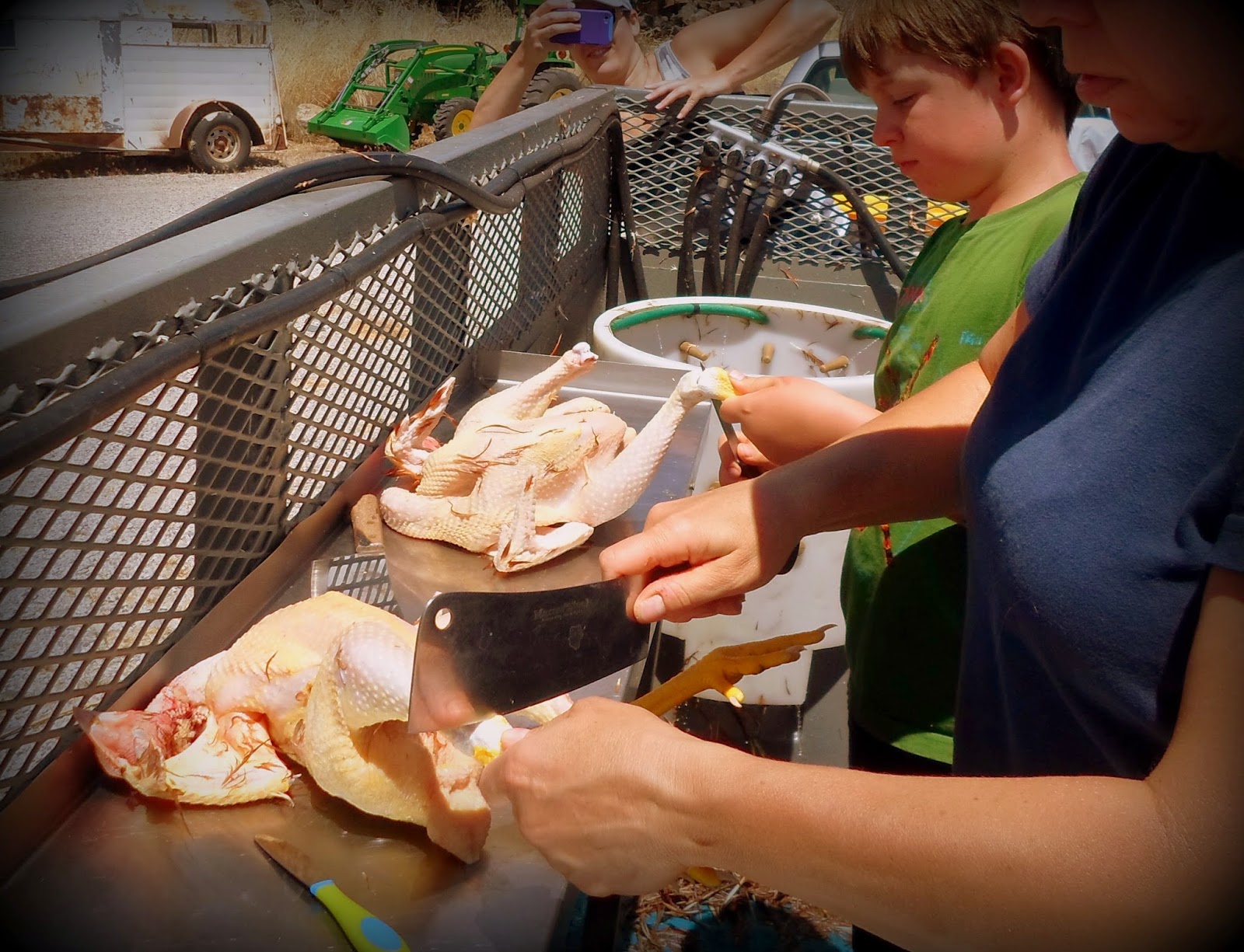 Canaan's Land Farm & Ranch: Chicken Butchering Day 2014