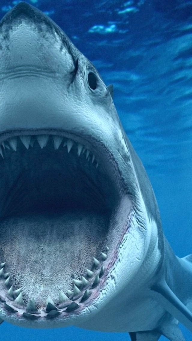 Great White Shark. Say Ahhhh!! 