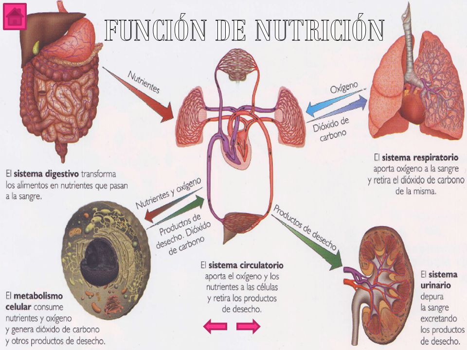 NUTRICIÓN ALIMENTACIÓN ACTIVIDADES 2°C NUTRICIÓN ALIMENTACIÓN ACTIVIDADES 2°C