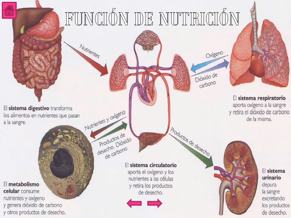 NutriciÓn AlimentaciÓn Actividades 2°c