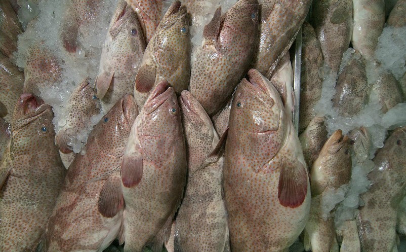 wholesale frozen bait distributors