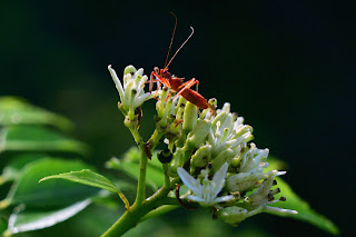 insect on flowers of curry plant