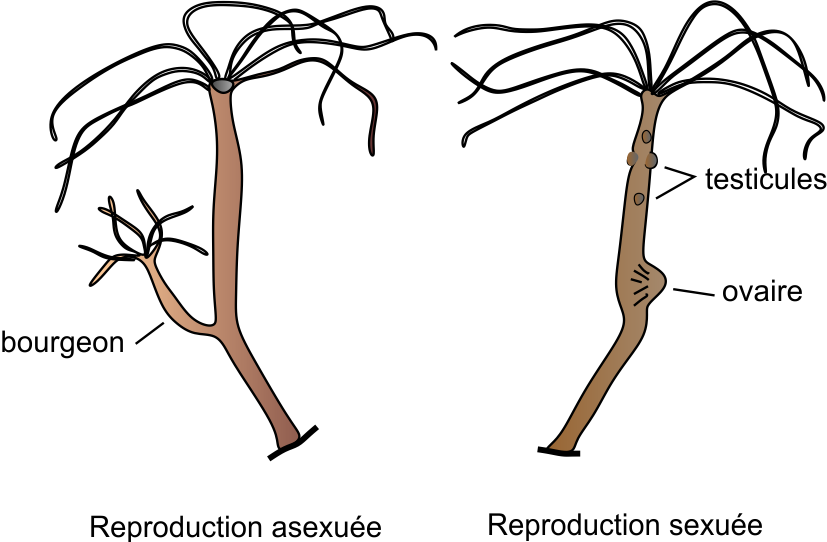 zoology / Classification Of Animal Kingdom / प्राणी विज्ञान / जंतु जगत