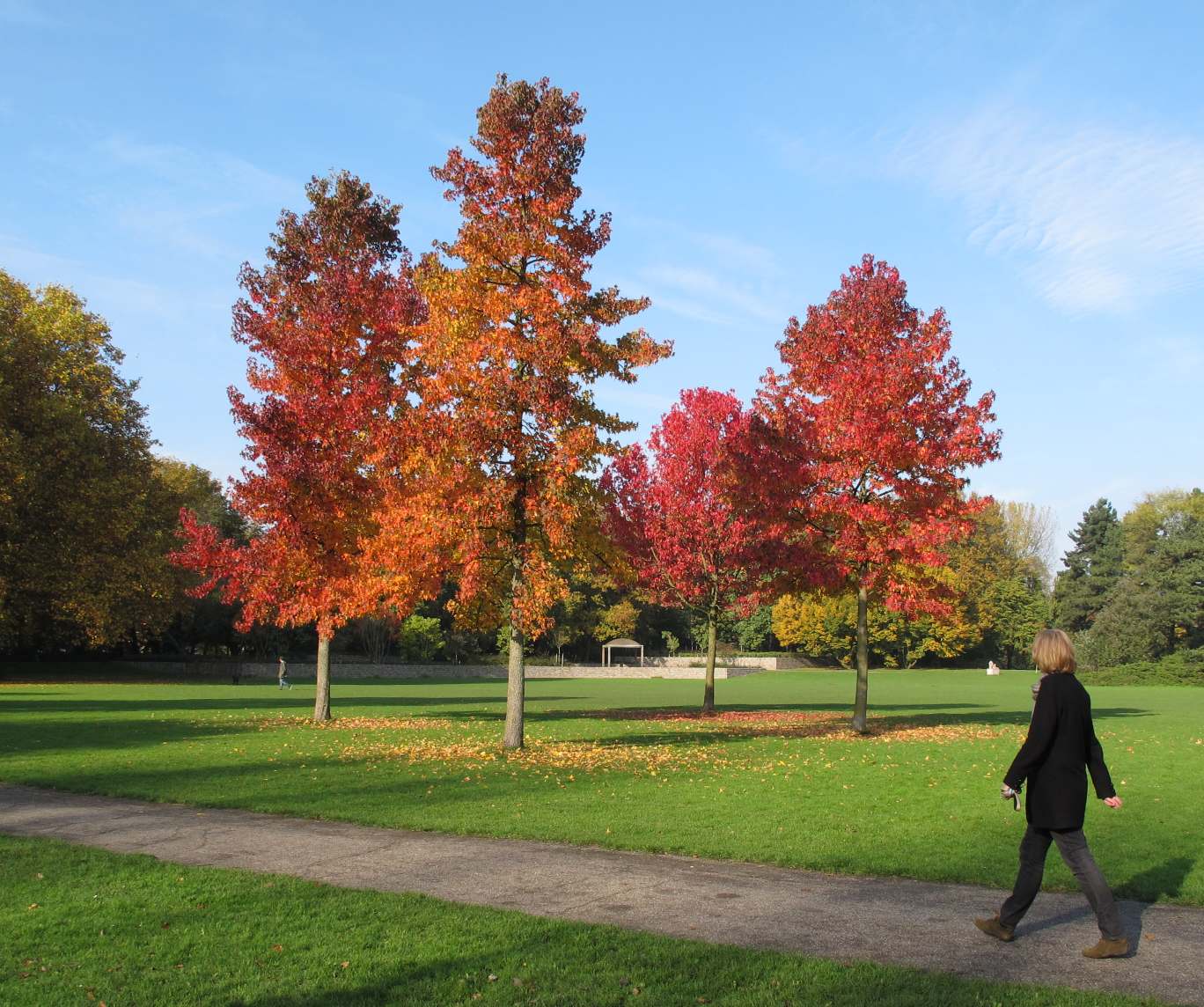 ARTE Y JARDINERÍA : Liquidambar (Liquidambar Styraciflua)